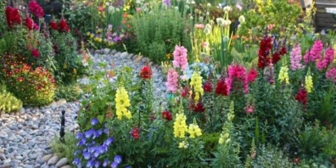 Kada posaditi zmajeve za sadnice